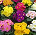 Afbeelding van Primula P10.5 Divers
